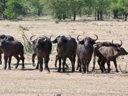 Western_Corridor2009-93